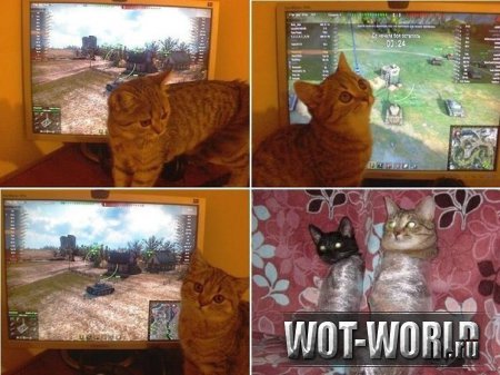 Кот отвлекает от игры в World Of Tanks? Кот отвлекает от игры в World Of Tanks?